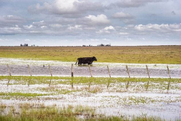 Nación oficializó la emergencia agropecuaria por inundaciones en Necochea